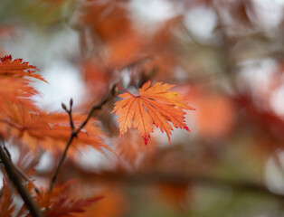 Autumn leaves in the forest