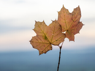 Autumn leaf in the forest