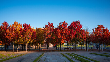 Obraz premium red leaves autumn trees at Kanzleramt in Berlin