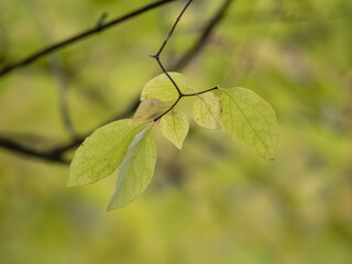 Autumn leaf in the forest