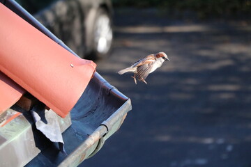 Sparrow flies away from gutter