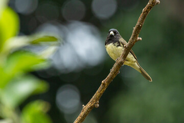 Male of Yellow-bellied Seedeater also know as Baiano perched on a tree lemon branch. Species Sporophila nigricollis. Bird lover. Birdwatching. Birding.