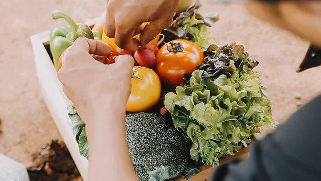 Woman farmer straw hat holding basket vegetable onion tomato salad cucumber standing farmland smiling Female agronomist specialist farming agribusiness Happy Girl dressed apron cultivated wheat field