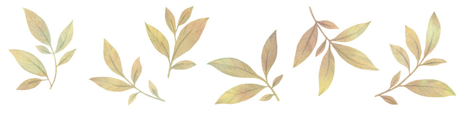 set of watercolor leaves. graceful leaves for design, postcards, invitations, prints. Delicate branches illustration