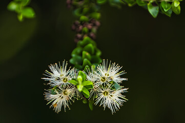 Delicate white flowers of Delicate white flowers of Metrosideros perforata, als, also called white rata, climbing rata, akatea of akatorotoro, in Paparoa National Park, New Zealand. Dark background.
