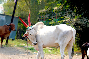 Indian bull whose caste is Pandri