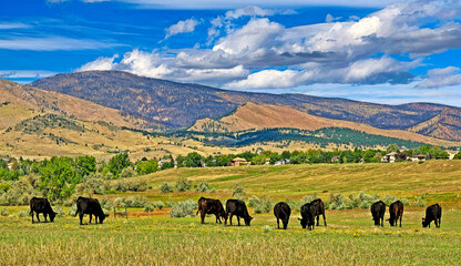 Cattle grazing in a ranch near Boulder, Colorado