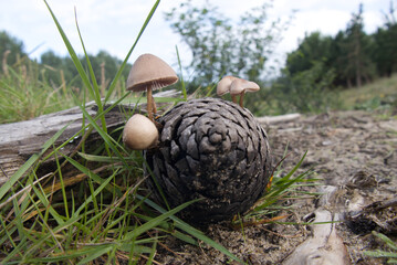 pineapple with mushrooms in the forest