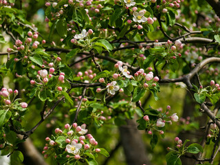 Plentiful flowering of fruit tree in the spring