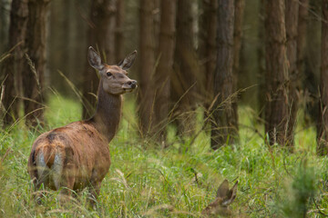 Łania jelenia na rykowisku © Pawel