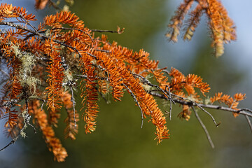 A colored branch of a tree in a Canadian Forest