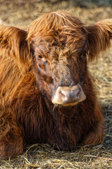 Obraz premium Highland cow sitting in hay in a farm courtyard