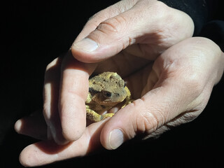 Common toad cared and held by a man at night. Bufo bufo animal pet.