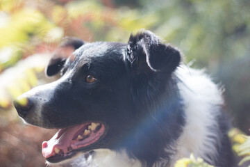 Portrait of beautiful Border Collie dog in a meadow with rainbow reflection. Happy Canis Lupus Familiaris picture