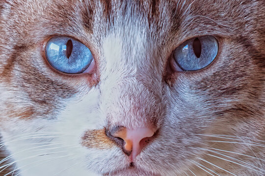 Cateyes