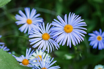 Blue daisy Felicia heterophylla closeup, delicate purple chamomile with yellow stamens