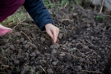 A bed with freshly dug earth in the garden. Planting seeds in the spring to grow organic vegetables for baby food