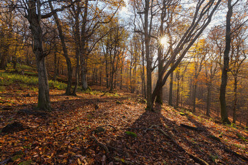 Silhouette of trees. Sun shining throught trees. Forest in autumn foliage with sun shining through the trees.