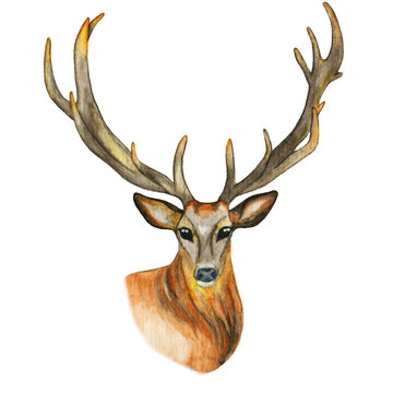 Watercolor Deer head with horns isolated on white background. Hand drawn Illustration.