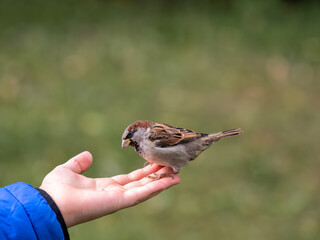 The boy feeds the birds with seeds from his hand. Sparrow eats seeds from the boy's hand