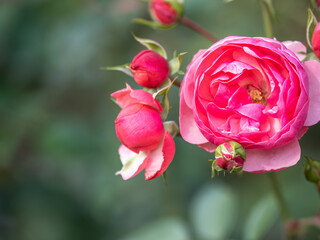 Close-up of a pink rose on green background
