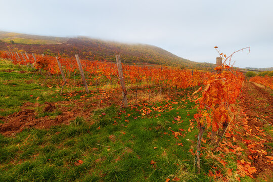 Vine plantation in Hungary not far from the city of eger where the famous Bikavér vine is made