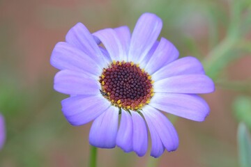 Fototapeta premium Close-up of a beautiful light blueish purple Swan River Daisy.