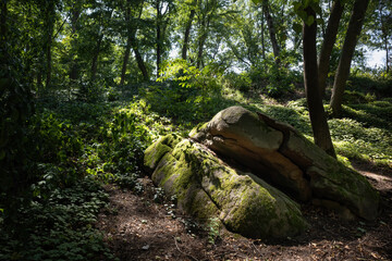 Large stones overgrown with moss in a forest with dense vegetation on a sunny summer day