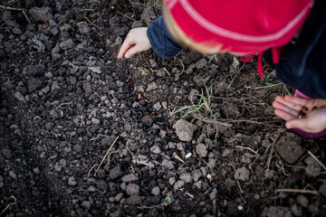 Bean seeds on the bed. child's hand bent over a bed of black soil in the garden in the spring