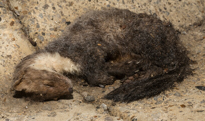 Obraz premium Beech marten (Martes foina), also known as the stone, house or white breasted marten. Road wars - The death of a animal under the wheels of cars.