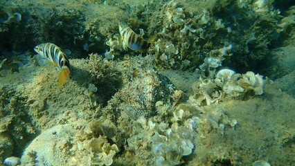 Common octopus (Octopus vulgaris) hunting, Aegean Sea, Greece, Halkidiki
