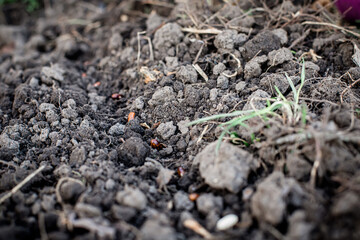 Bean seeds on the bed. Vegetable garden in spring. Organic farming.