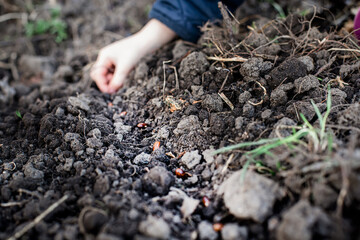 A bed with freshly dug earth in the garden. Planting seeds in the spring to grow organic vegetables for baby food