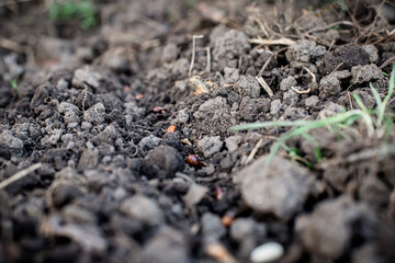 Bean seeds on the bed. Vegetable garden in spring. Organic farming.