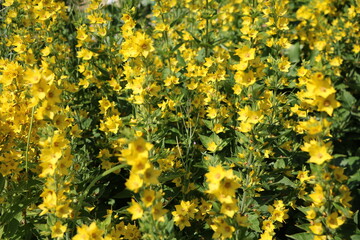 Yellow flowering Lysimachia punctata in the garden, Germany
