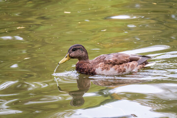 A duck swims in the dark water of a pond at sunset.