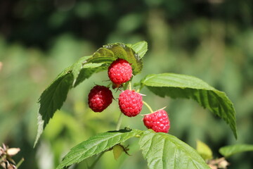 Red sweet raspberries in summer