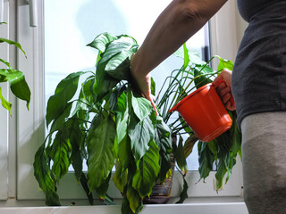 watering a spathiphyllum plant standing on a windowsill