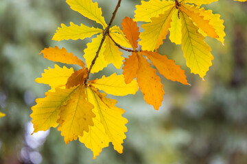 Oak branches with yellow leaves in autumn park