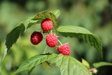 Ripe raspberries in the garden, Germany