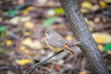 The common redstart female, Phoenicurus phoenicurus, is photographed in close-up sitting on a branch against a blurred background.