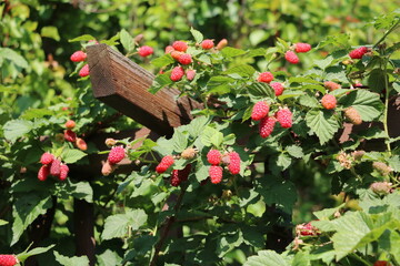 Lots of ripe red raspberries on a trellis