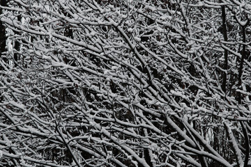 bark texture