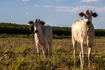 Herd of Nelore cattle grazing in a pasture on the brazilian ranch