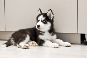 Portrait of siberian Husky puppy with blue eyes indoor at home. Cute pet.
