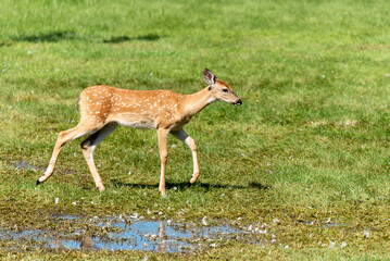 White-tailed Deer Fawn Walking On Grass