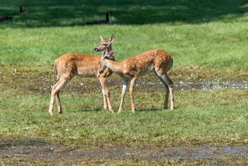 Naklejka na ściany i meble White-tailed Deer Fawns Playing In The Grass