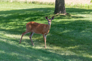 White-tailed Deer Doe On The Grass In Summer