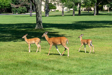 Naklejka na ściany i meble A White-tailed Doe Deer And Her Twin Fawns Standing In The Grass In Summer