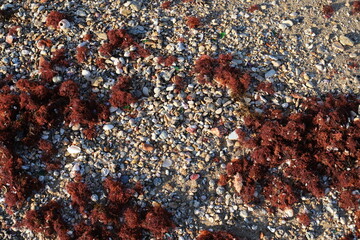 Stones on the shore of the Mediterranean Sea.